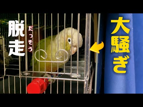 創作人形『飛べない鳥』 受注制作】鶏猿 | どっと思案市