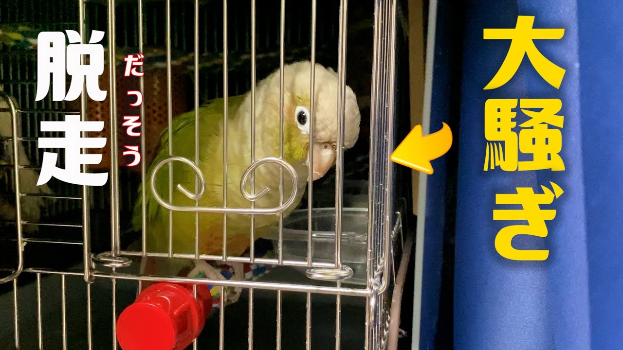 Parakeet that was making noise in her cage at night escaped