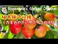 【果樹栽培】植木鉢でくだものや野菜作り #さくらんぼ #家庭菜園