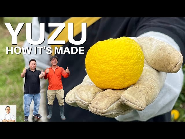 How It's Made: Fresh Yuzu Juice From My Home Town class=