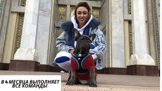 Анри. В 4 месяца выполняет все команды. Французский Бульдог Голубого Окраса.#kobzevbullz #кобзевбулз