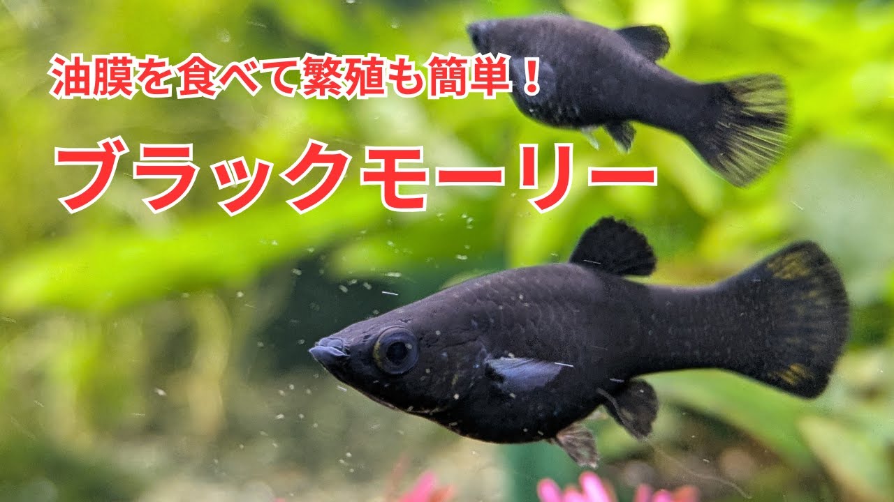 【油膜対策におすすめ】ブラックモーリーをご紹介します！