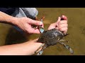 ANGRY CRAB ATTACK’S AFTER CAPTURE!!