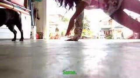 Lizards communicate by doing push-ups.