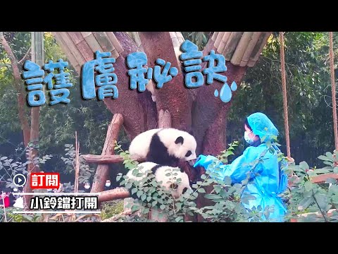 《熊貓早晚安》我愛喝水，皮膚好好 | iPanda熊貓頻道