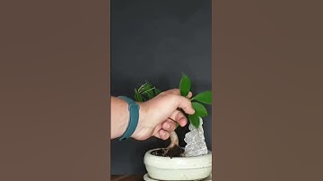 Comon Bonsai Problem: Leaf Discoloration #bonsai #yellowleaves #plantcare #gardening #shorts