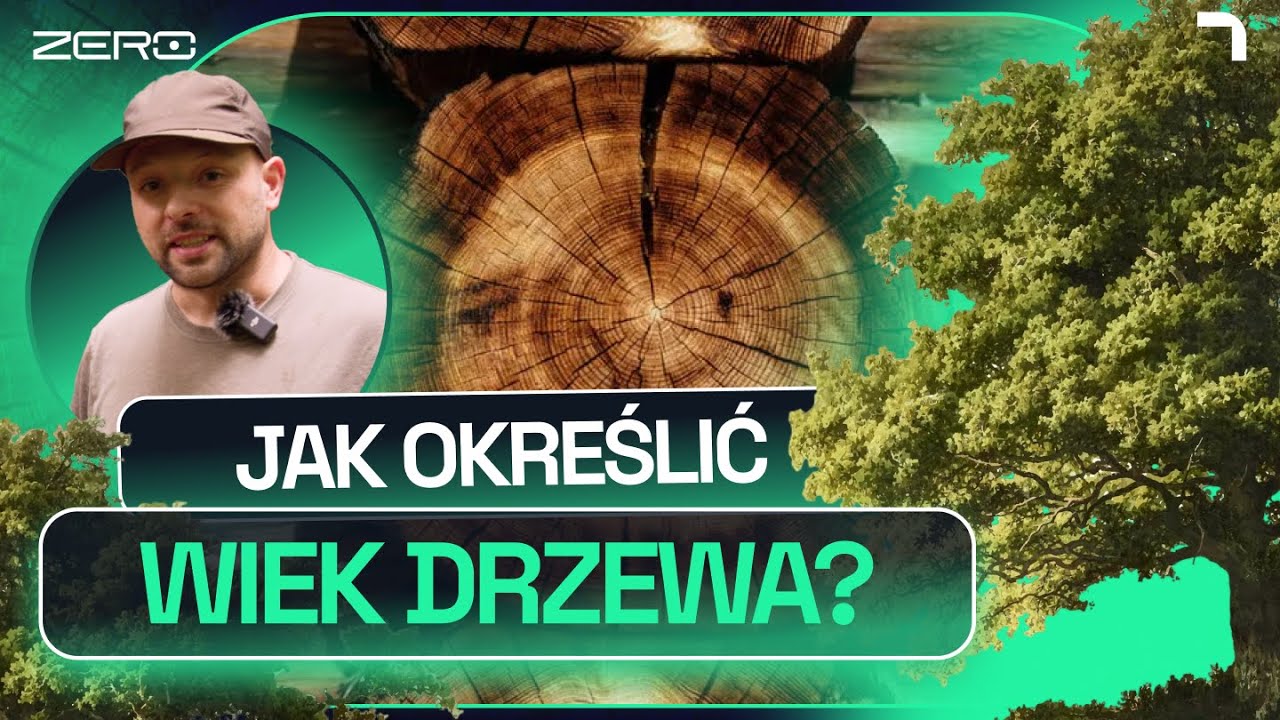 ILE LAT MAJĄ NAJSTARSZE DRZEWA W POLSCE I NA ŚWIECIE? | GATUNEK ZERO #30