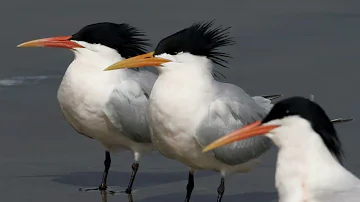 [Elegant Tern]  Elegant Tern Amazing Facts || Where To Find Elegant Tern