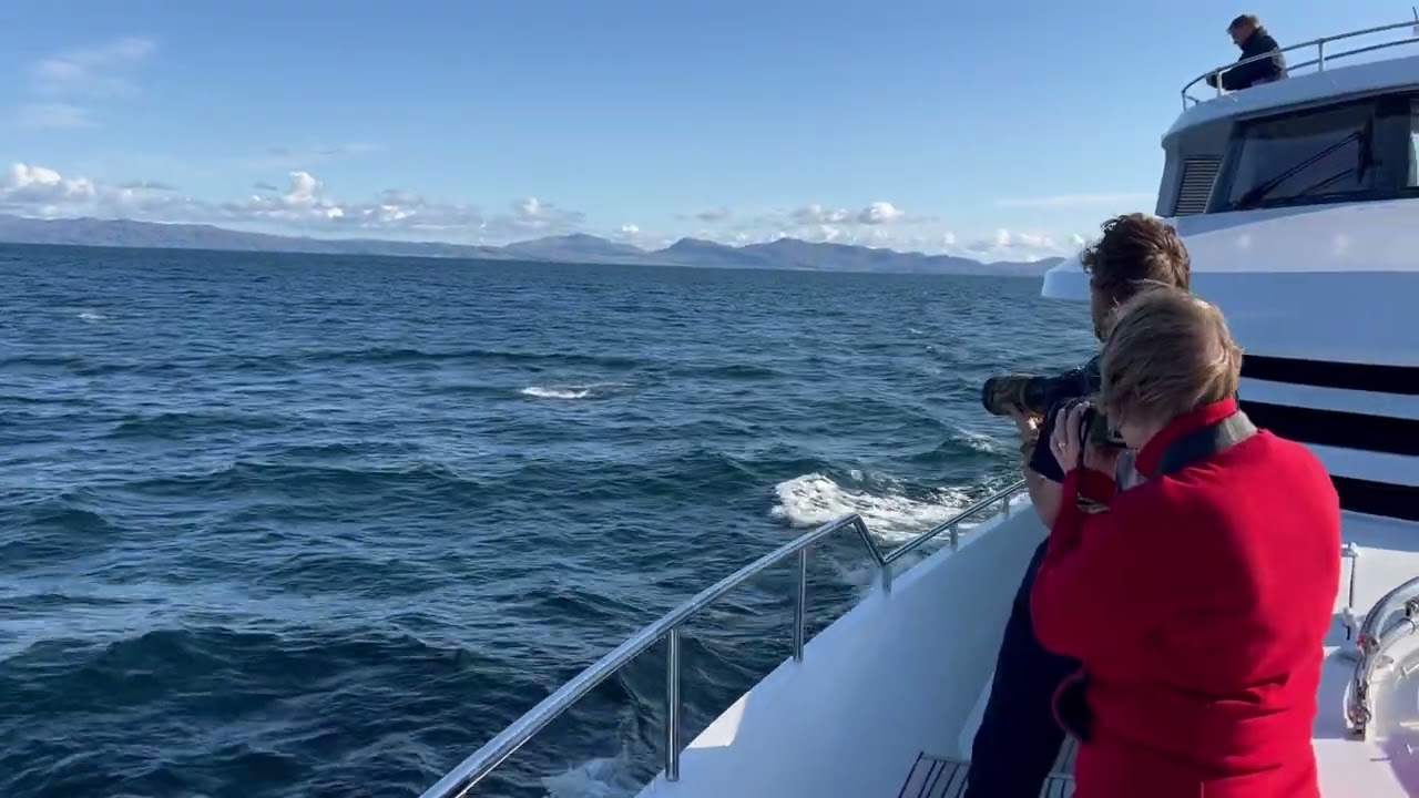 🐬Dolphins in Scotland following the 10-pax Lucy Mary