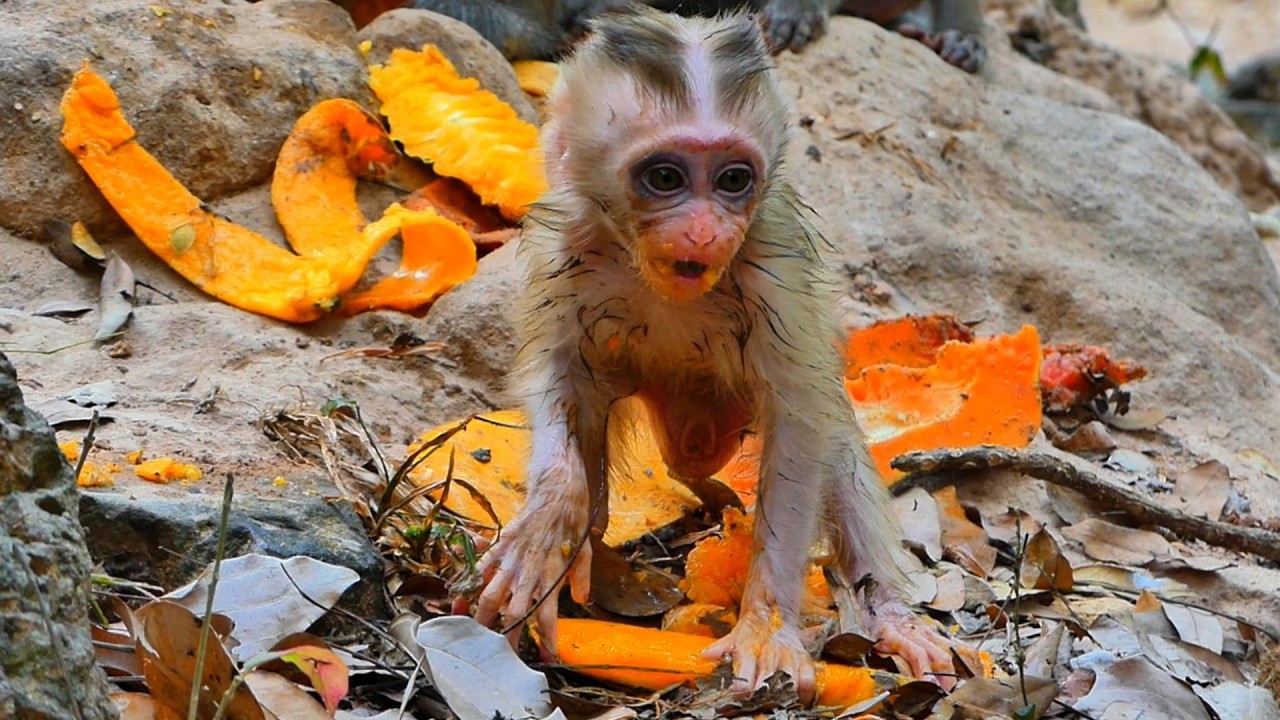 Health Update 💛 Baby Boris today Situation is more better, Starving baby | AmberTroop