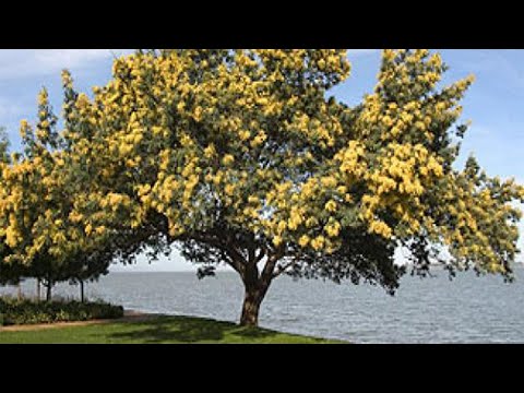 زراعة شجرة السنط المظلى شجرة الطلح تتحمل البرد الشديد والحرارة الشديدة كثيفة الازهار ورائحه نفاذة