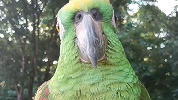 🦜 El loro que se negó a correr y descubrió el verdadero vuelo de la vida ⏳✨