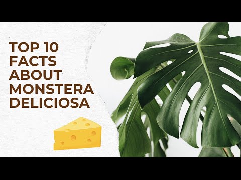 Wideo: Co jest ciekawego w tych kwiatach monstera?