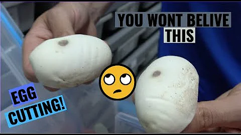 WHAT DID WE HIT! Ball Python Egg Cutting!