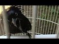 Burung Awar Awar Teriak Kasar Nyari Lawan