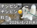 【ナンピンしました😑/散歩】毎日下がる保有株😵‍💫/ハス夫･散歩