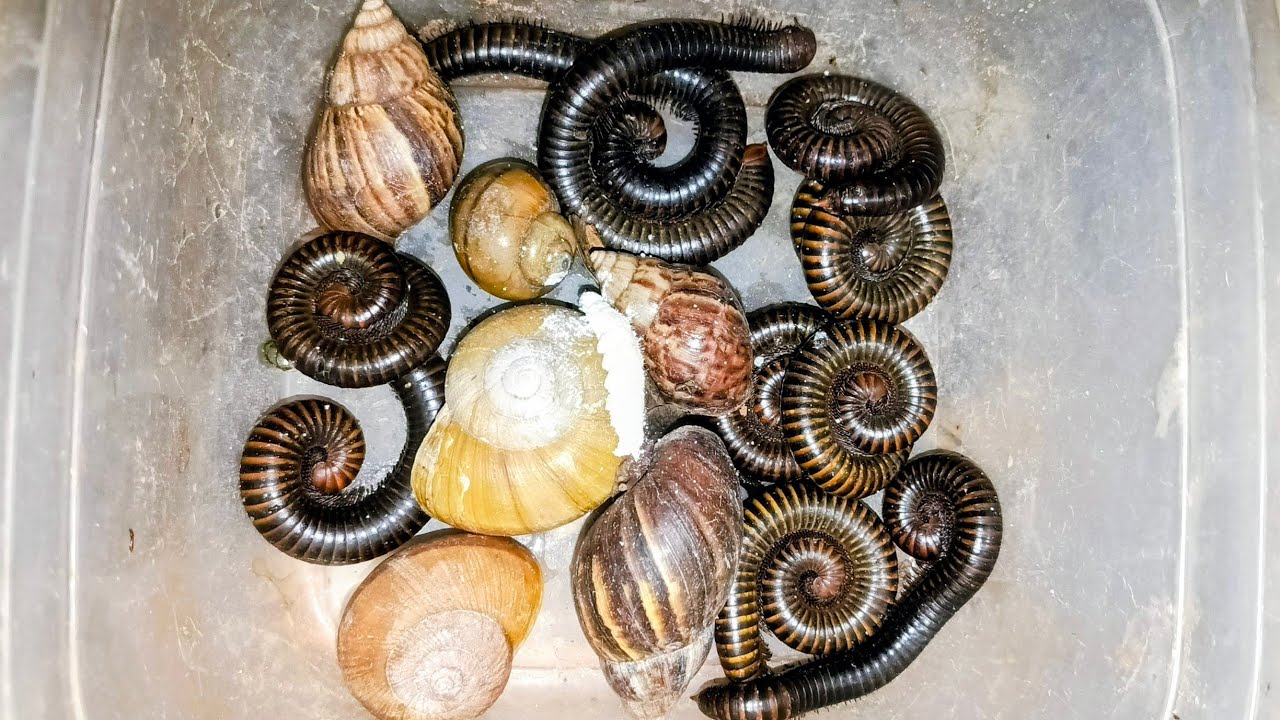 Wow 😲 amazing catching many beautiful red Africa giant millipedes snails and banana Worm 