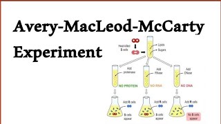 Avery-MacLeod-McCarty experiment | Evidence to prove DNA is genetic material