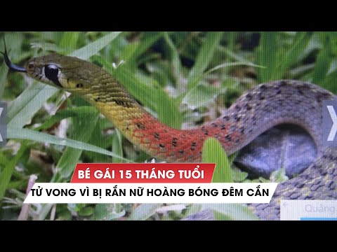 Video Buổi chiều đau lòng khi bé gái 15 tháng tuổi gặp rắn... - youtube