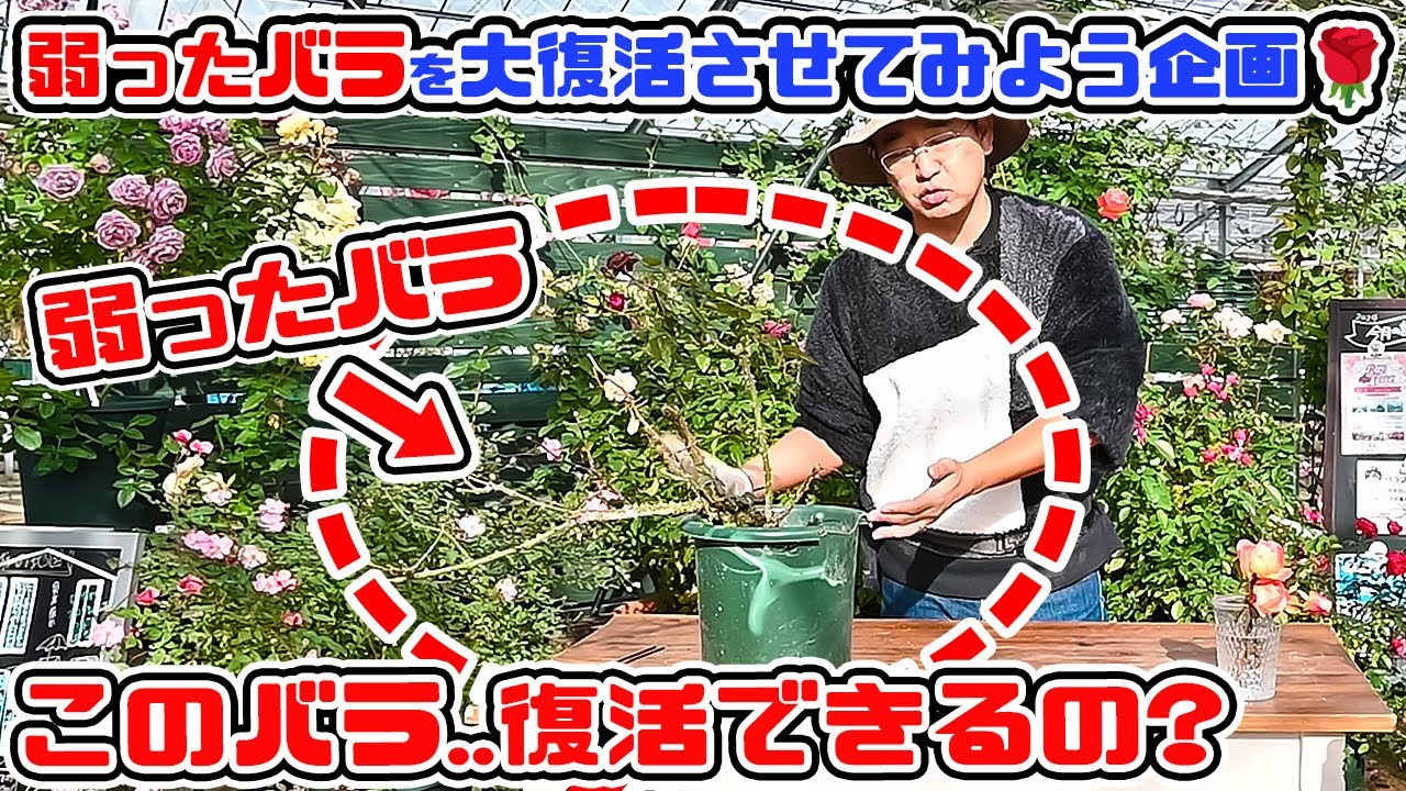 Project: Reviving the [Weak Rose] in the Corner of Your Garden