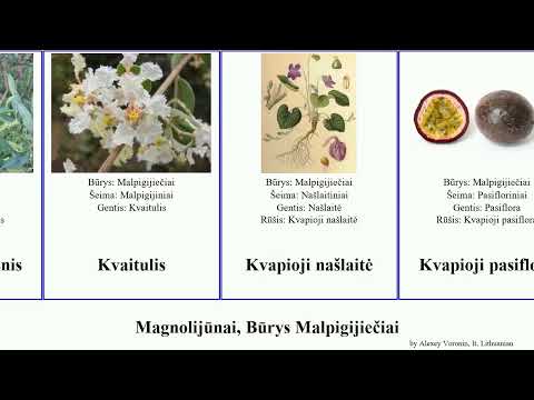 Video: Purpurinis gluosnis medicinoje ir kraštovaizdžio kūrime