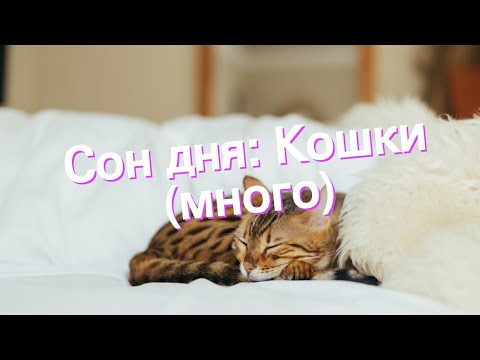 Сон дня: К чему снится Кошки (много)?