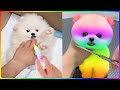 Tik Tok Chó Phốc Sóc Mini 😍 Funny and Cute Pomeranian #480