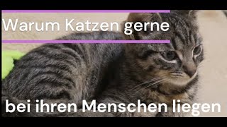 Warum Katzen gerne bei ihren Menschen liegen? Adi erklärt 🙀🐱=🧑‍👩‍💼