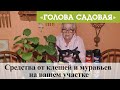 Голова садовая - Средства от клещей и муравьев на вашем участке