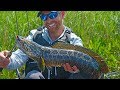 Fishing for Invasive Northern Snakehead (1 of 4) | Field Trips Virginia