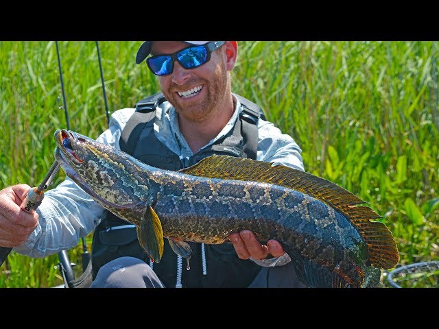 【選抜】P.'SnakeHead'#5(呼称) 中株 Fishing for Invasive Northern Snakehead (1 of 4) | Field Trips
