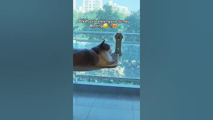 Watch the video about The best part of being a pet parent🐾❤️😻 #catvideo #sundayvibes #petparent