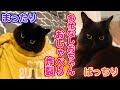 【しゃべる猫】飼い猫のテンションに合わせると可愛すぎにやられて苦しい【耐えて】