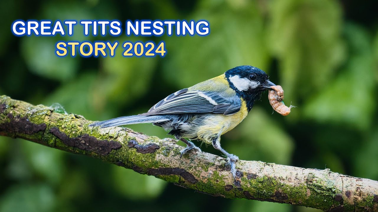 Great Tits Nesting Story 2024