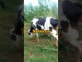 BIZAMBETECOMEDY 2024 Yirukankanye Inka Mwishamba Cow Forestsounds 2024 BIZAMBETECOMEDY 2024 Yirukankanye Inka Mwishamba Cow Forestsounds 2024