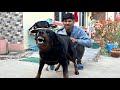 Bhote kukkur in nepal  himalayan mastiff nepal  dog kennel in nepal  bhotia dog 