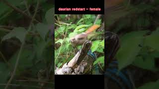Female and male - difference - Daurian redstart, a clumsy male. #shorts