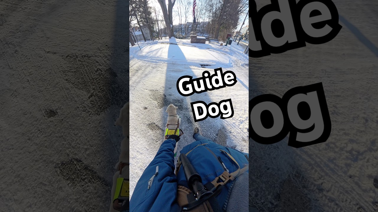 Моя собака-поводырь перебегает обледенелую дорогу с максимально возможной скоростью 