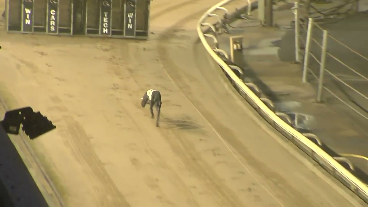 Greyhound 2026- 09.03.2026 Trial  3