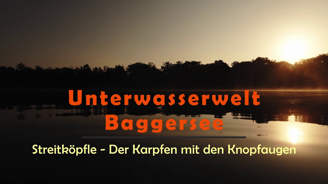 Unterwasserwelt Baggersee: Streitköpfle - Der Karpfen mit den Knopfaugen