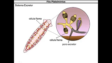 Como é feita a classificação dos platelmintos?