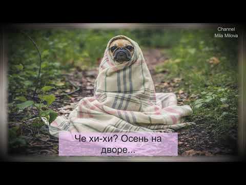 ОСЕНЬ НА ДВОРЕ...юмор с реальной ситуацией)))