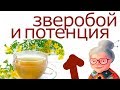 Влияние ЗВЕРОБОЯ на "МУЖСКУЮ СИЛУ". Лечебные Свойства ЗВЕРОБОЯ. Древние Рецепты Снадобий из ЗВЕРОБОЯ