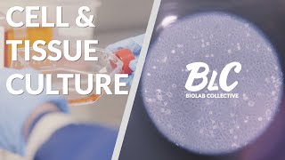 Cell \& Tissue Culture [Part 1]: The Basics