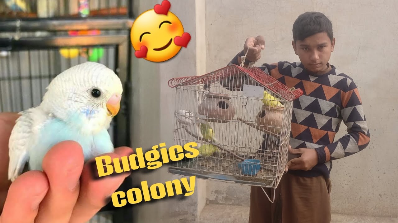 How to make budgies colony | Budgies breeding tips 