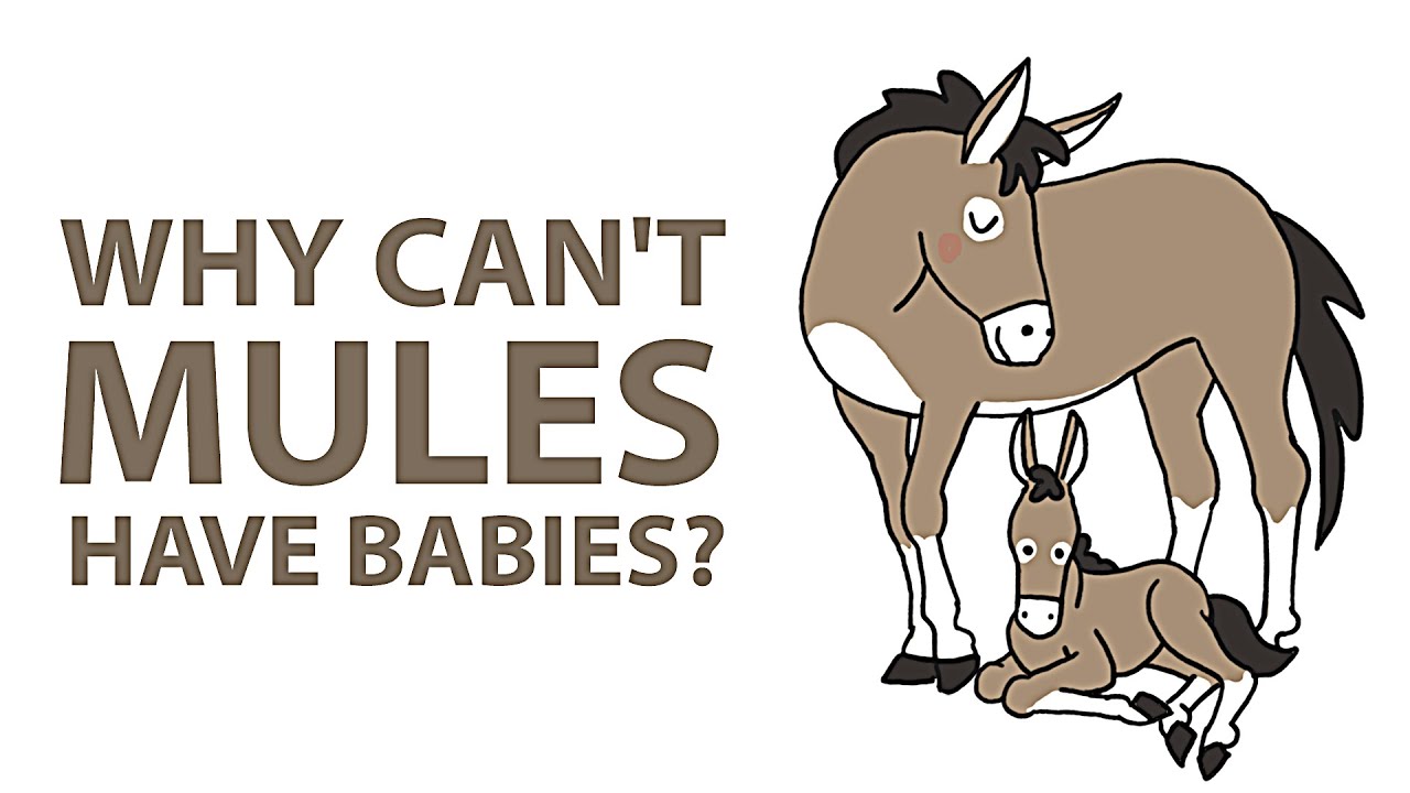 Why are mules sterile?