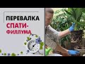 Перевалка спатифиллума | В чем отличие перевалки от пересадки