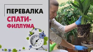 Перевалка спатифиллума | В чем отличие перевалки от пересадки