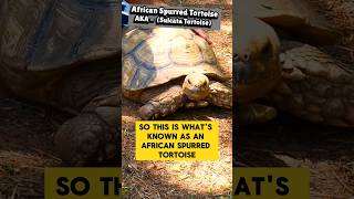 Turtle vs Tortoise Key Differences Explained!