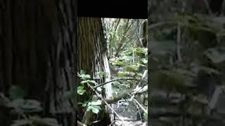 Unknown Face Appearing Near a Texas River Bottom Possible Bigfoot